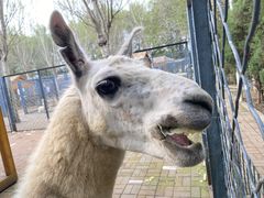 -长白岛森林公园