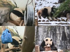 -红山森林动物园