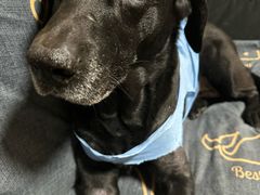 -美联众合动物医院·24h转诊中心