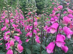 -铁山坪森林公园