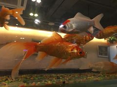 -问渔烤鱼(回龙观总店)