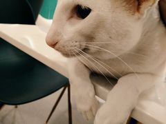 -飞行喵MR PILOT|猫舍·猫咖(静安大融城店)