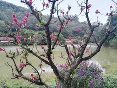 -南国桃园旅游度假区