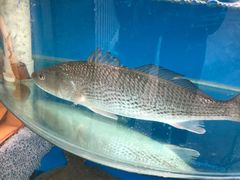 -海之味海鲜大咖·家常菜