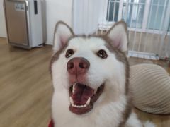 -Husky Go! 哈士奇体验馆·宠物咖啡厅狗咖