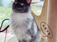 -十年猫舍·猫咪专门店(普陀店)
