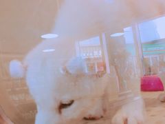 -1013 PET SHOP 宠物商店(近铁城市广场店)
