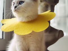 -袖虎·猫馆(体育西路店)