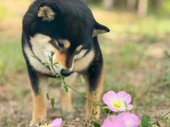 -pd派德宠物中心医院24H急重症·眼科中心·血液透析中心(嵩山北路店)