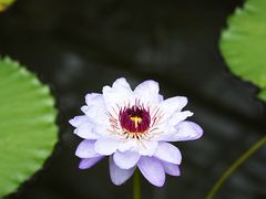 -国家植物园