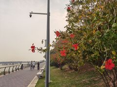 -深圳湾公园(南山区)