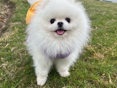 -美联众合爱康动物医院•复杂内科•肿瘤科•牙科•腔镜诊疗中心