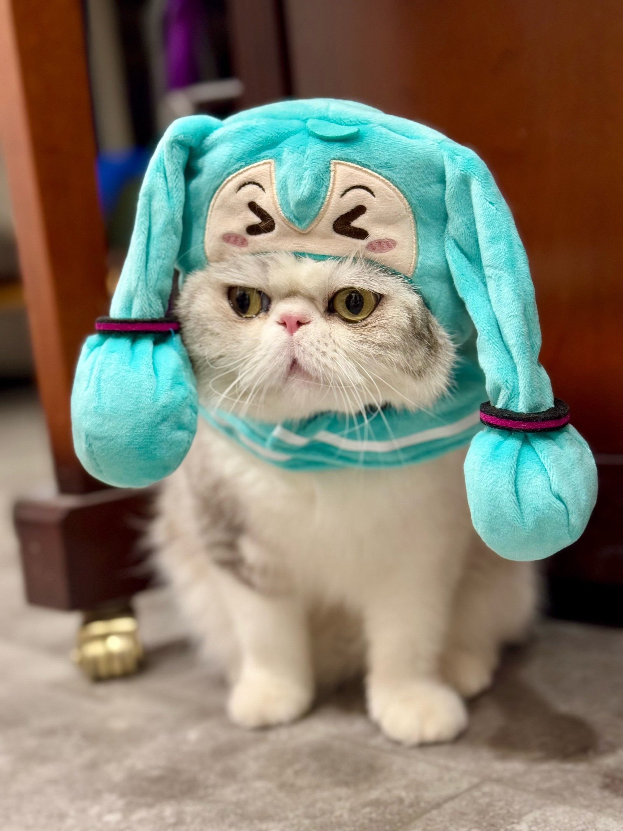 不爽脸猫咪,你在生气吗?