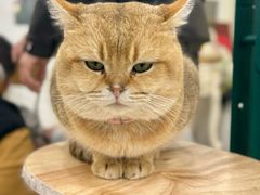-共舞时光猫咖·狗咖(新街口店)