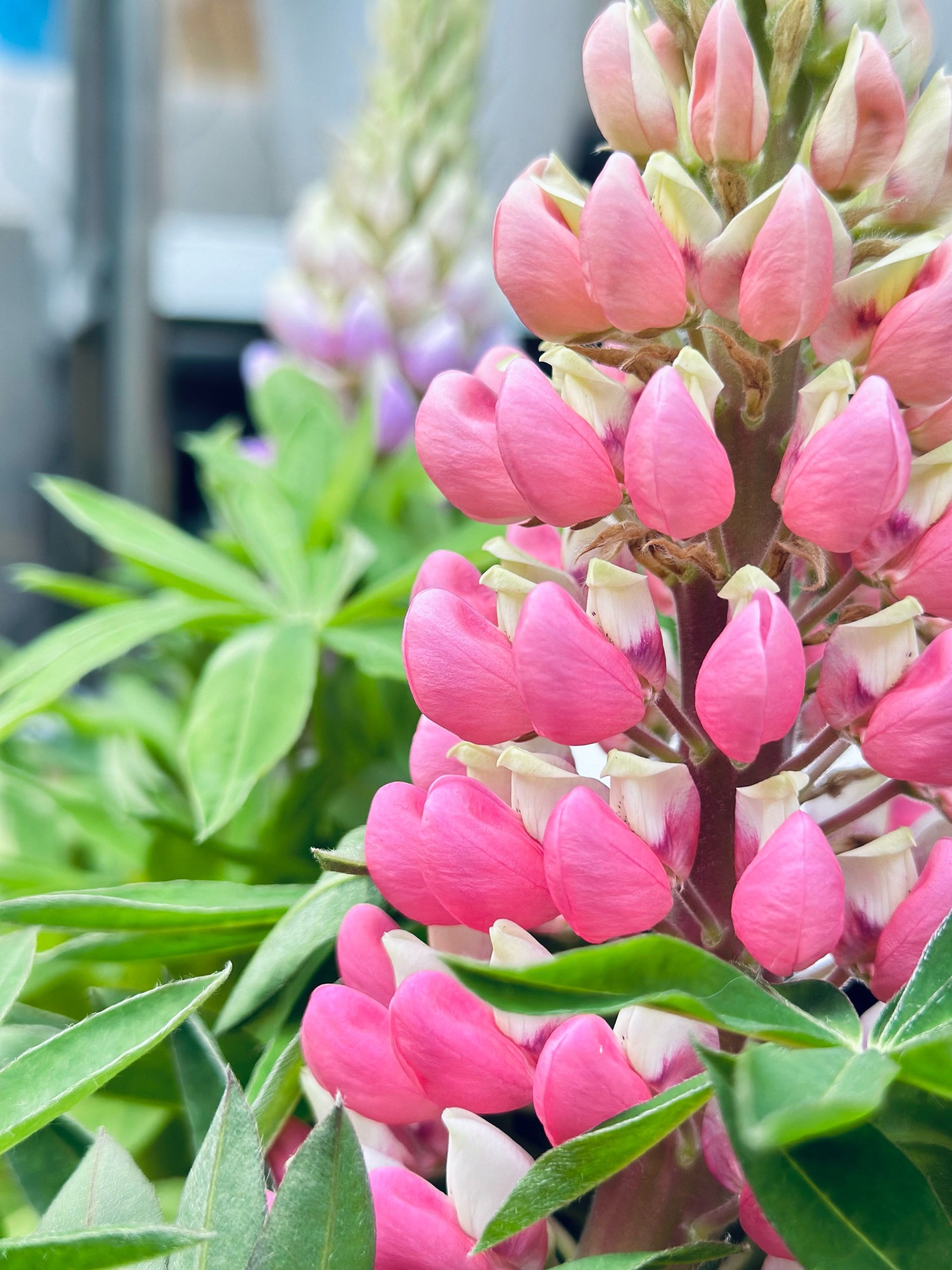 甲辰春节来玄妙观集福逛皮市街