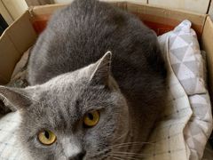 -海边的猫和咖啡馆