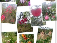 -深圳仙湖植物园