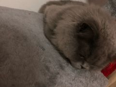 -古乐牛香·鲜牛肉牛杂火锅(新区店)