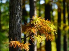 -上海共青森林公园