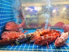 -东富酒家(龙湖西溪天街店)