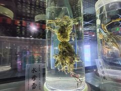 -广东中医药博物馆