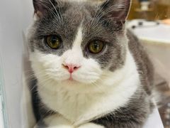 -COLOR PETS 撸猫馆·购猫·猫咖(长风大悦城店)