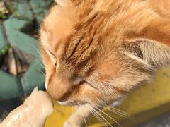 -上海市徐汇区枫林幼儿园(小木桥路)