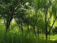 -昆山城市生态森林公园