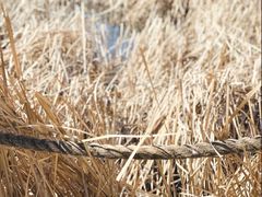-野鸭湖国家湿地公园