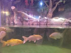 -正佳雨林生态植物园
