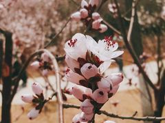 -桃花堤公园