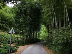 -水墨汀溪风景区
