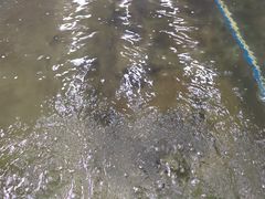-光头佬室内钓虾场·烧烤·团建·亲子(中山八路店)