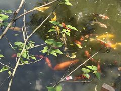 -合肥野生动物园