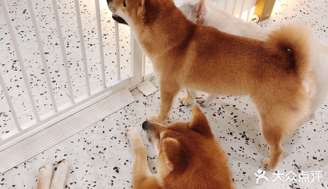 有汪在此🐶超好rua的撸狗圣地～