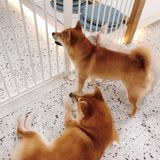 有汪在此🐶超好rua的撸狗圣地～