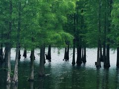 -白鹭湾湿地公园