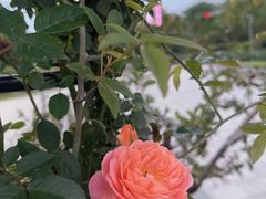 -龙猫意杯花园餐厅(芙蓉湖店)