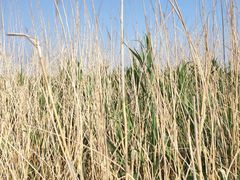 -野鸭湖国家湿地公园