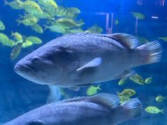 -烟台海昌鲸鲨海洋公园