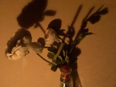 -包装马车·韩国料理·포장마차