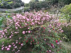 -东莞植物园