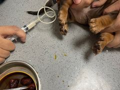 -创凡宠物医院·骨专科  猫科中心(西乡分院)