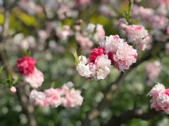 -南汇桃花村
