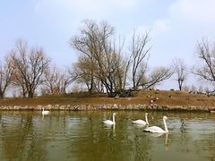 -盐城丹顶鹤湿地生态旅游区