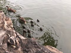 -团结湖公园