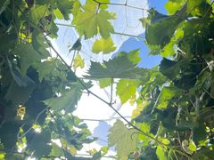 -马陆小张葡萄园农家乐