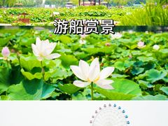 -白洋淀景区