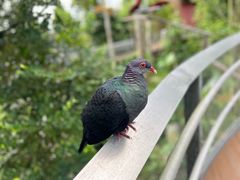 -新加坡飞禽公园