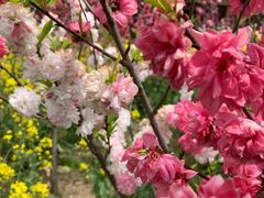 -南汇桃花村